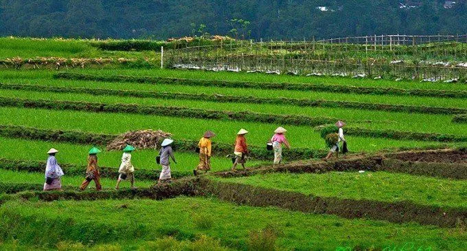 Indonesia Adalah Negara Agraris yang Terancam. Profesi Petani Diperkirakan Akan Punah 50 Tahun Lagi 6