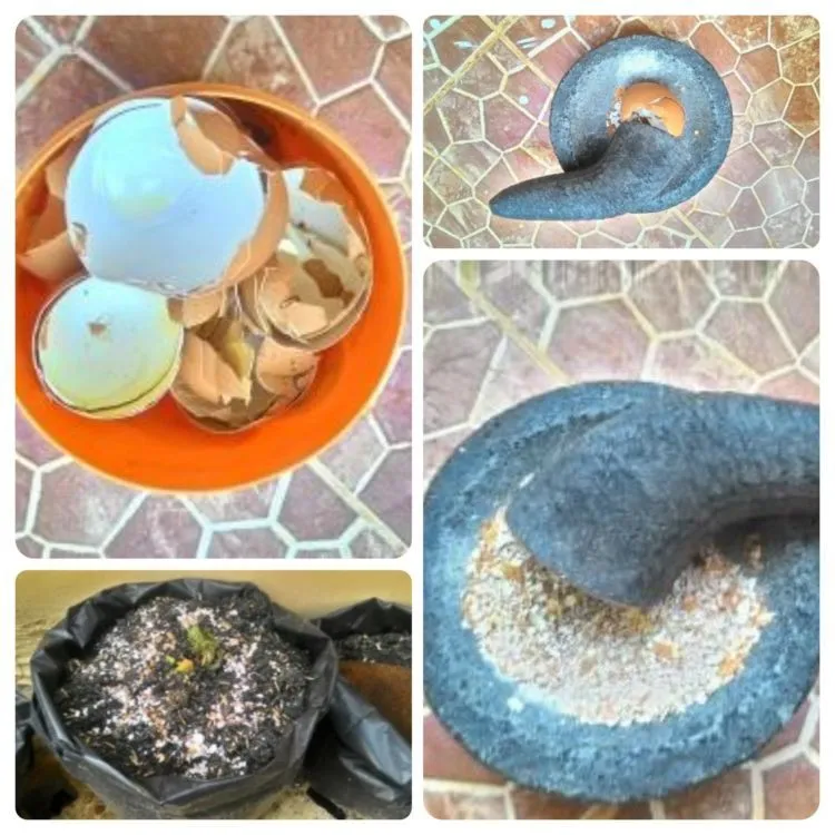 8 Kegunaan Cangkang Telur yang Belum Pernah Terpikirkan Olehmu Sebelumnya 17