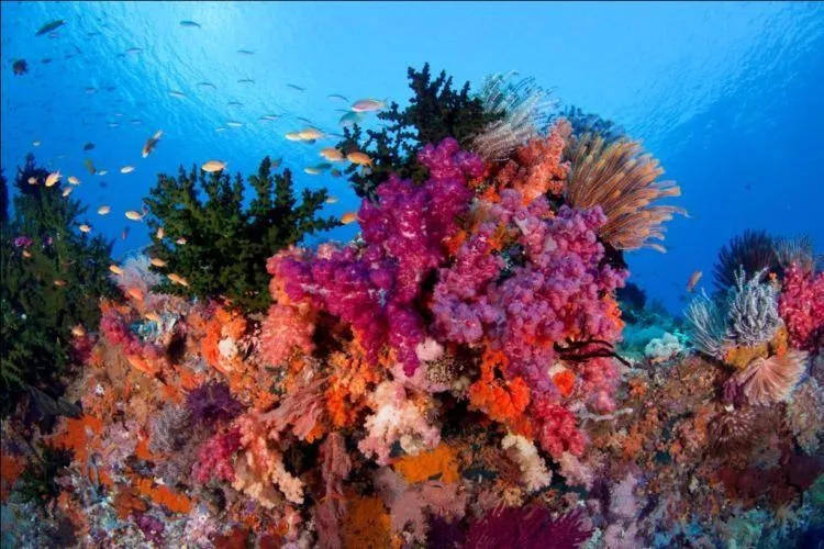 Taman Nasional Kepulauan Togean Ini Pasti Bikin Kamu Nggak Mau Pulang. Pengen Liburan Terus-terusan! 9
