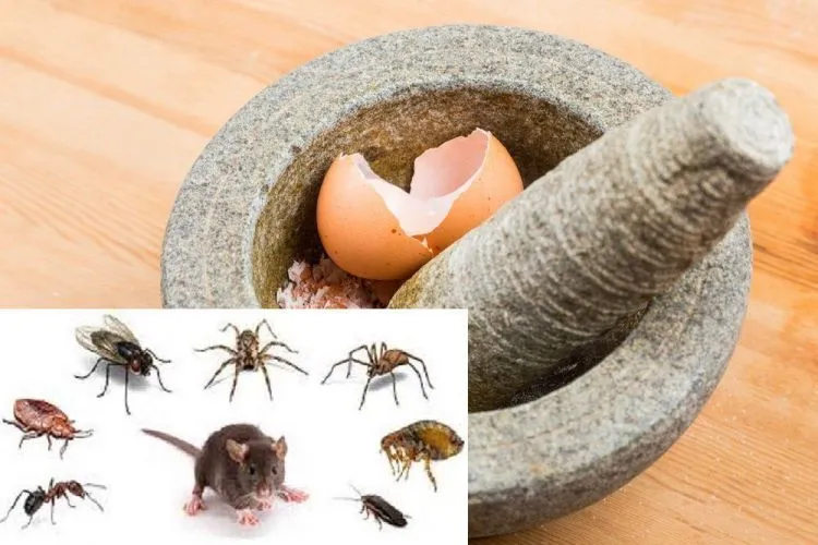 8 Kegunaan Cangkang Telur yang Belum Pernah Terpikirkan Olehmu Sebelumnya 13