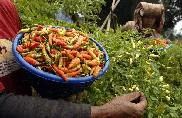 Kabar Baik Buat Pecinta Pedas! Kata Peneliti, Cabai Itu Ternyata Resep Rahasia Untuk Panjang Umur 8