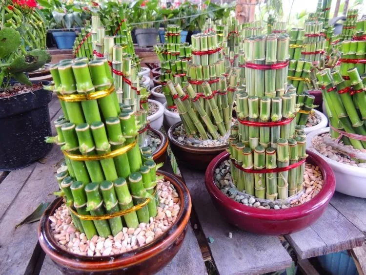 Selain Angpao dan Daging Babi, 9 Ide Jualan Ini Bakal Laku Keras di Momen Imlek Nanti 16