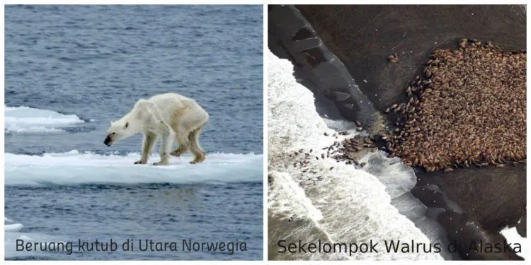 10 Foto Ini Akan Membuatmu Paham Apa Climate Change Itu Sebenarnya. Yuk Sayangi Bumi Tercinta! 14