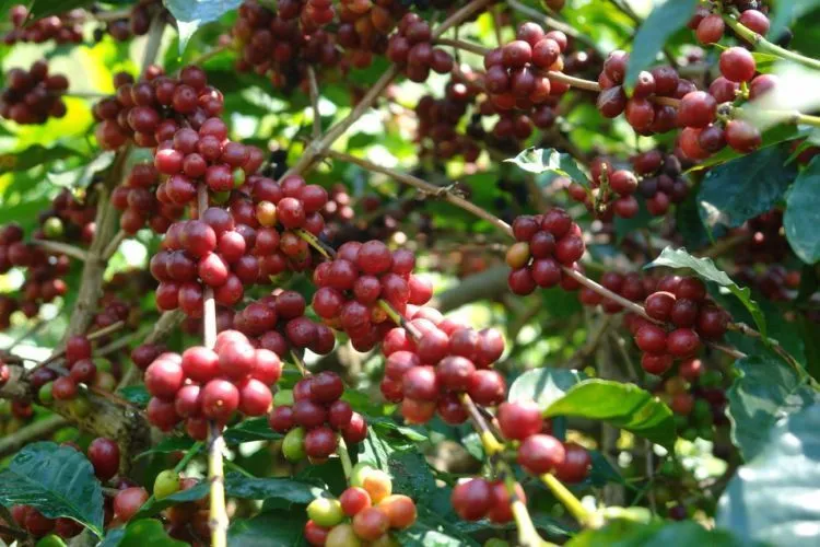 Survei Terbaru: Millennial Lebih Banyak Habiskan Uang Untuk Ngopi, Dibanding Pikirkan Masa Depan 12