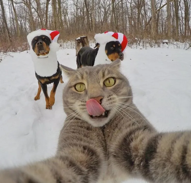 Kucing Ini Bisa Selfie Sendiri! Bahkan, Dia Punya 18 Foto yang Narsis Abis! 19