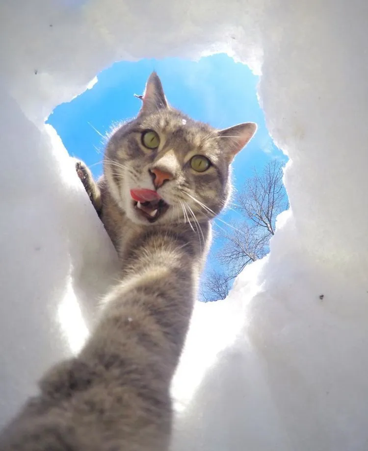 Kucing Ini Bisa Selfie Sendiri! Bahkan, Dia Punya 18 Foto yang Narsis Abis! 28