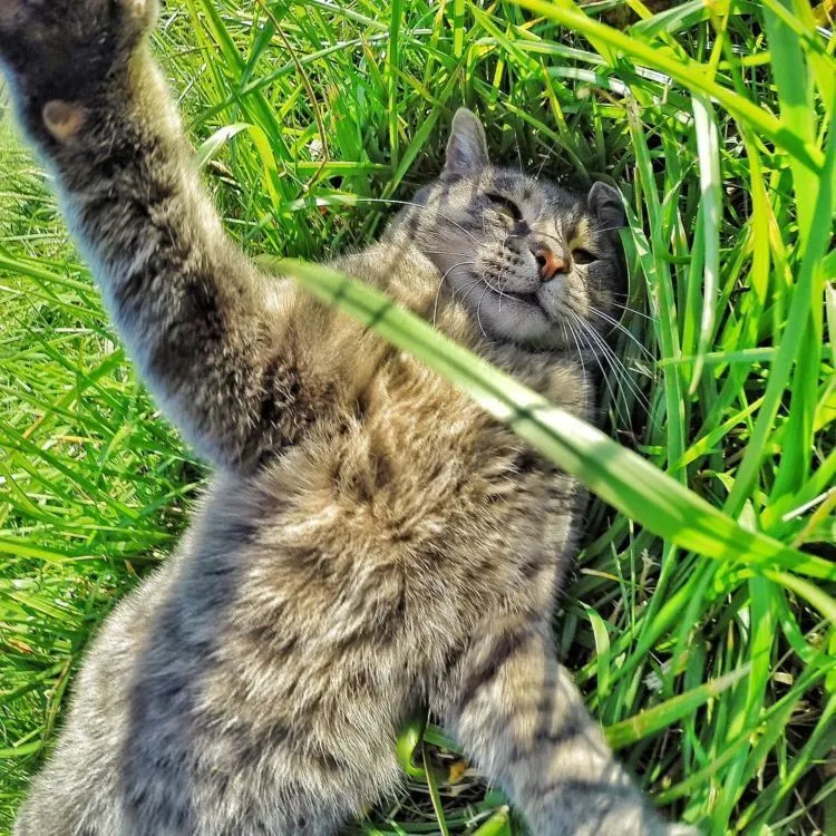 Kucing Ini Bisa Selfie Sendiri! Bahkan, Dia Punya 18 Foto yang Narsis Abis! 29
