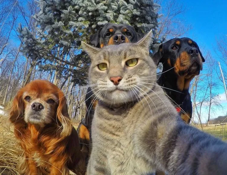 Kucing Ini Bisa Selfie Sendiri! Bahkan, Dia Punya 18 Foto yang Narsis Abis! 30