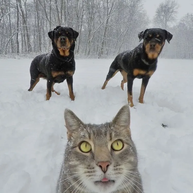 Kucing Ini Bisa Selfie Sendiri! Bahkan, Dia Punya 18 Foto yang Narsis Abis! 31