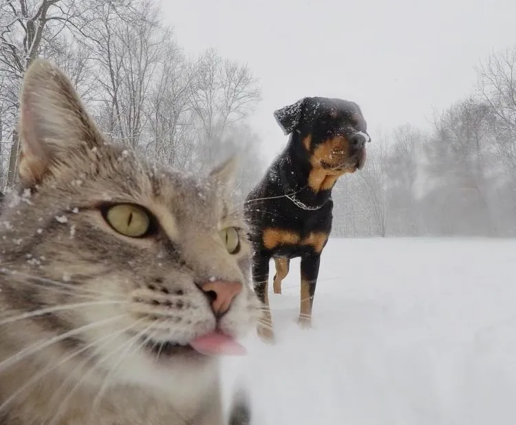 Kucing Ini Bisa Selfie Sendiri! Bahkan, Dia Punya 18 Foto yang Narsis Abis! 32