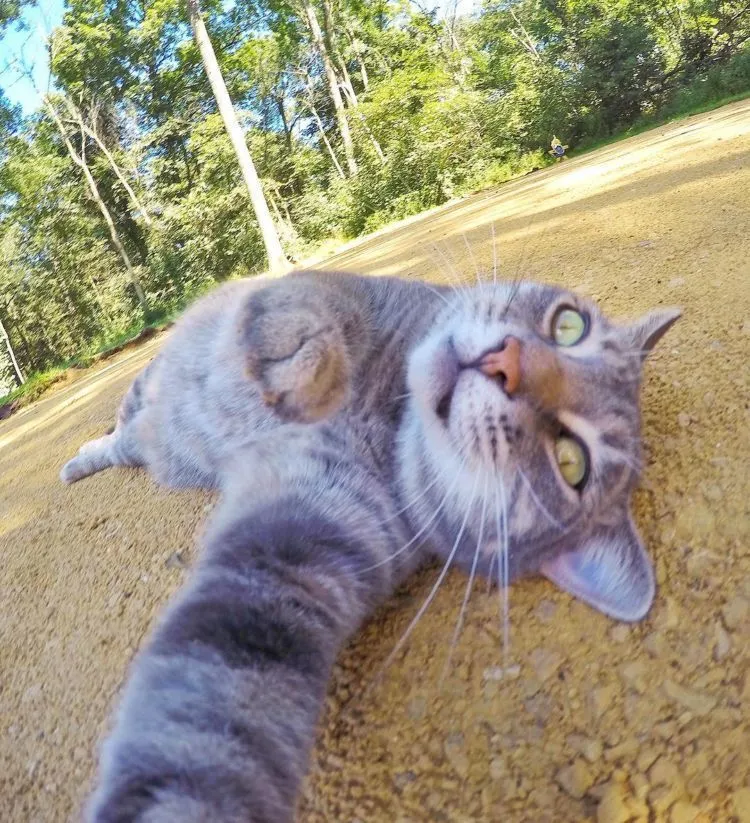Kucing Ini Bisa Selfie Sendiri! Bahkan, Dia Punya 18 Foto yang Narsis Abis! 33