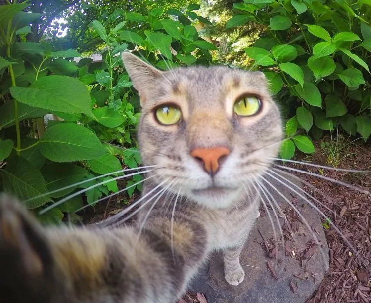 Kucing Ini Bisa Selfie Sendiri! Bahkan, Dia Punya 18 Foto yang Narsis Abis! 34