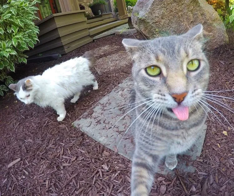 Kucing Ini Bisa Selfie Sendiri! Bahkan, Dia Punya 18 Foto yang Narsis Abis! 35