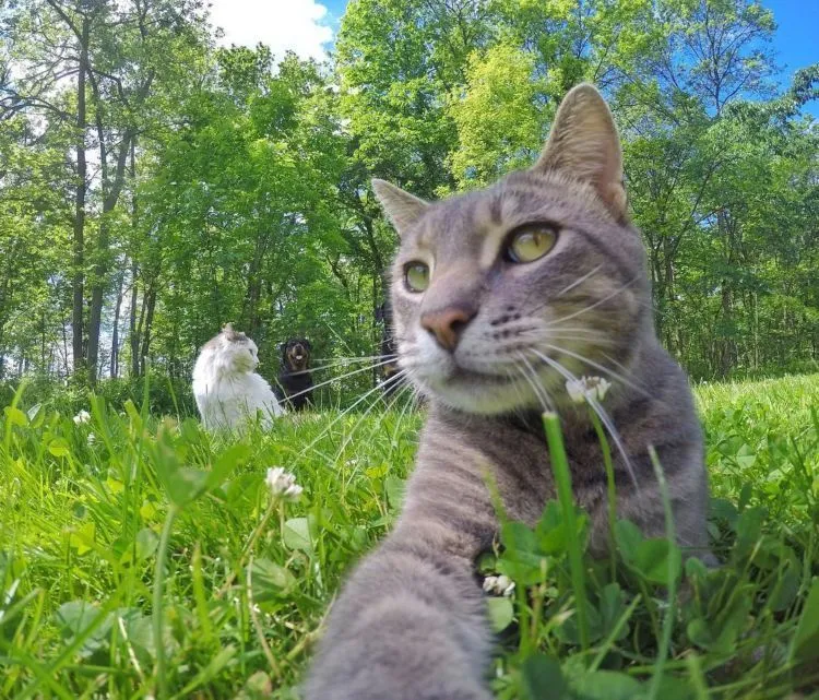 Kucing Ini Bisa Selfie Sendiri! Bahkan, Dia Punya 18 Foto yang Narsis Abis! 36