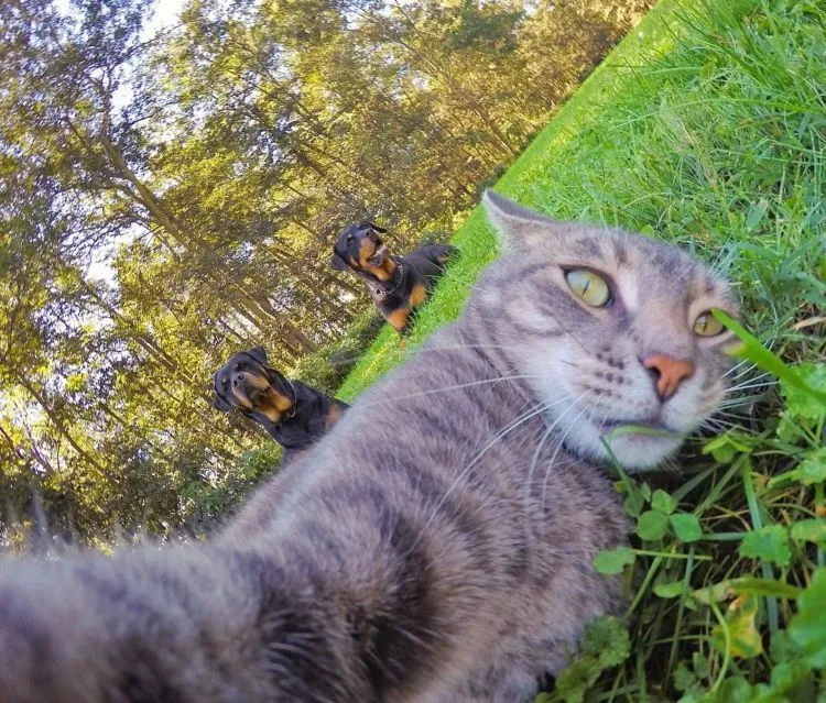 Kucing Ini Bisa Selfie Sendiri! Bahkan, Dia Punya 18 Foto yang Narsis Abis! 20