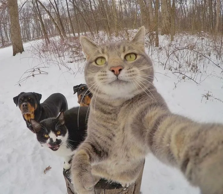 Kucing Ini Bisa Selfie Sendiri! Bahkan, Dia Punya 18 Foto yang Narsis Abis! 21