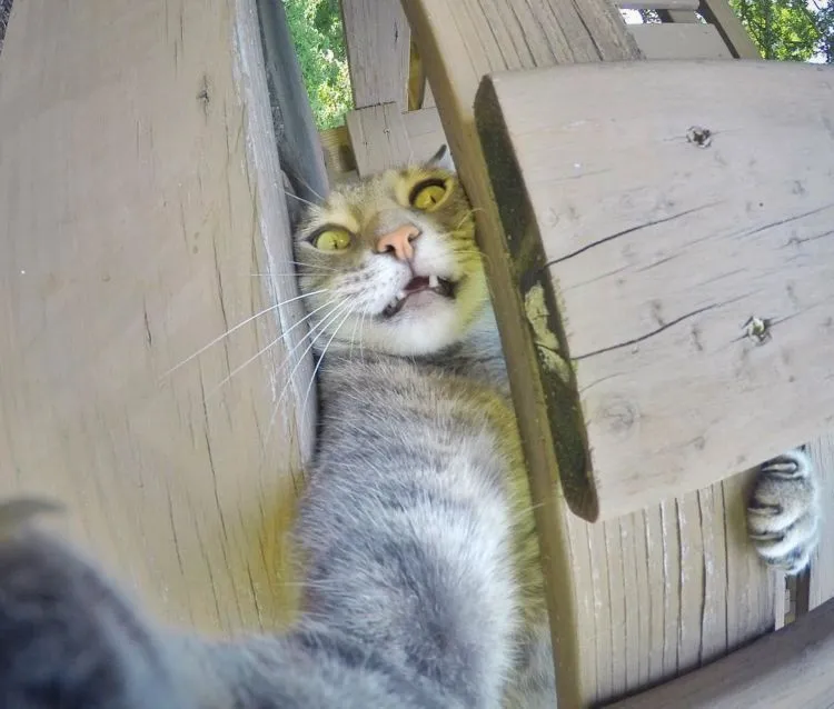 Kucing Ini Bisa Selfie Sendiri! Bahkan, Dia Punya 18 Foto yang Narsis Abis! 22