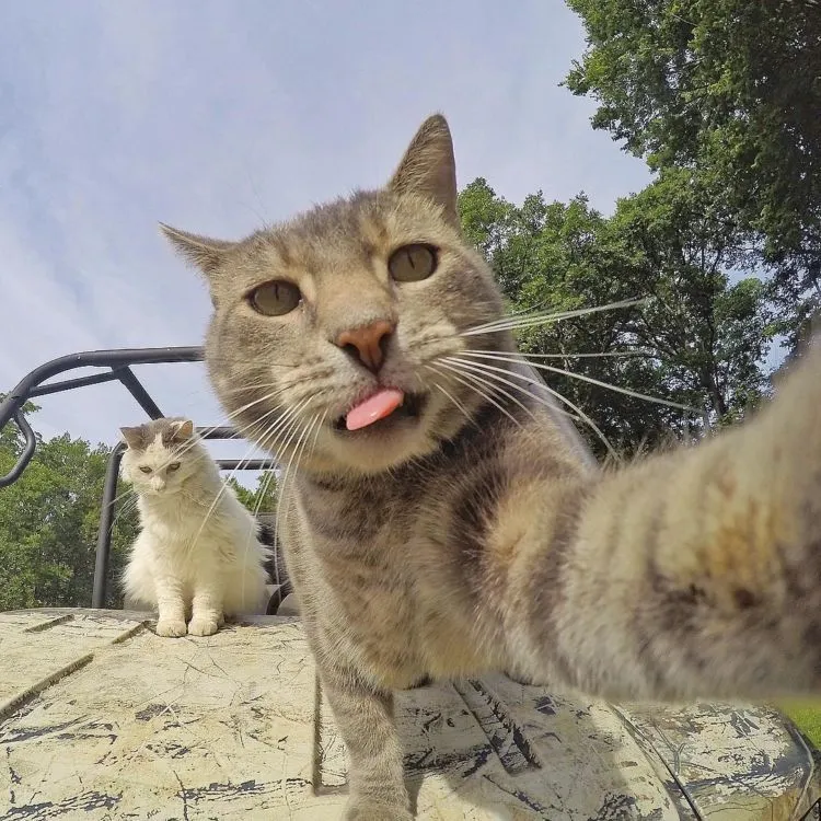 Kucing Ini Bisa Selfie Sendiri! Bahkan, Dia Punya 18 Foto yang Narsis Abis! 23