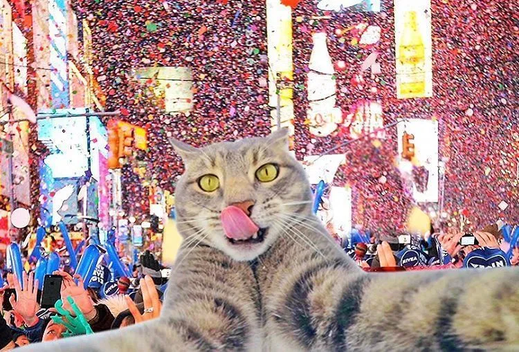 Kucing Ini Bisa Selfie Sendiri! Bahkan, Dia Punya 18 Foto yang Narsis Abis! 24