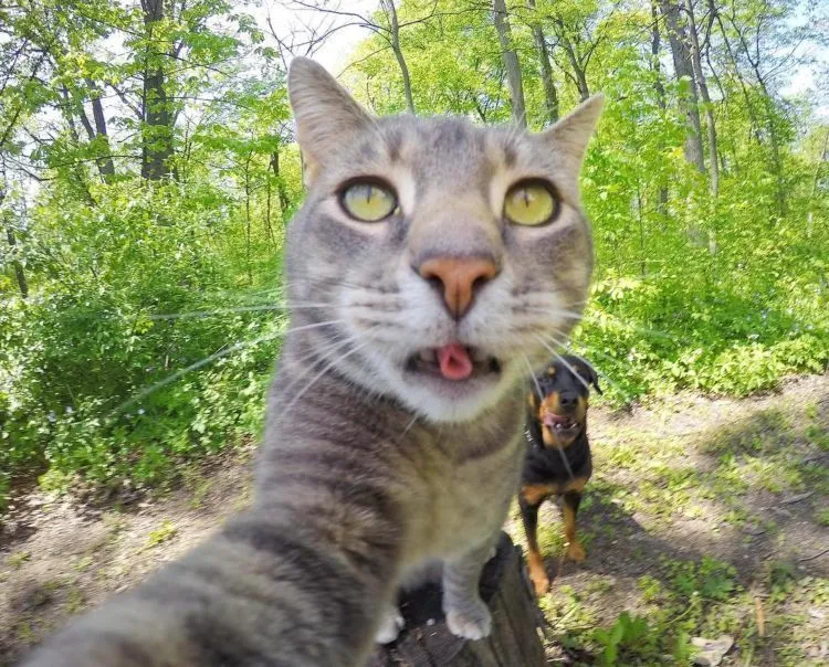 Kucing Ini Bisa Selfie Sendiri! Bahkan, Dia Punya 18 Foto yang Narsis Abis! 25