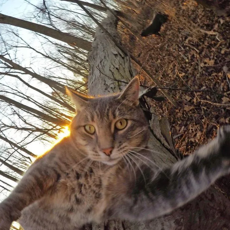 Kucing Ini Bisa Selfie Sendiri! Bahkan, Dia Punya 18 Foto yang Narsis Abis! 26