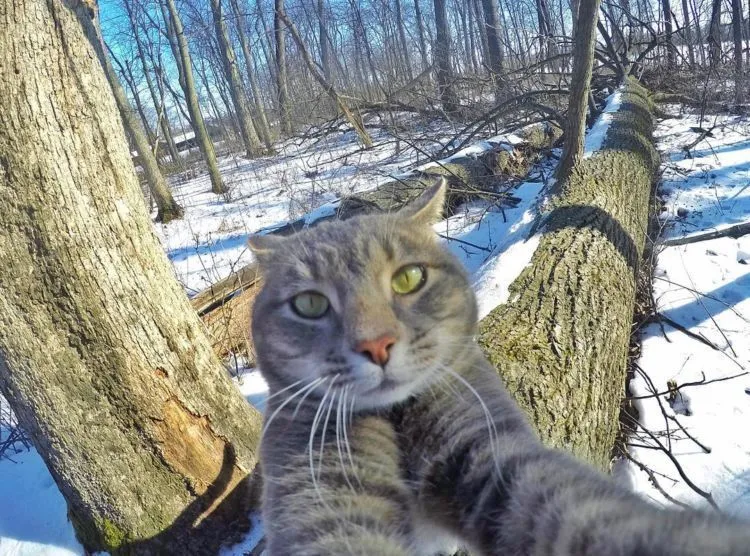 Kucing Ini Bisa Selfie Sendiri! Bahkan, Dia Punya 18 Foto yang Narsis Abis! 27