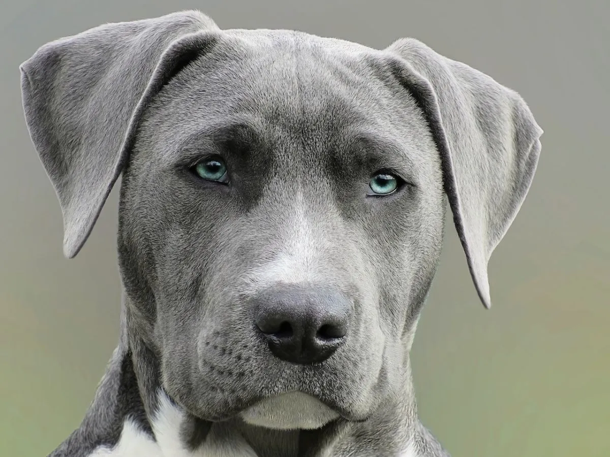 8 Cara Ini Bisa Menyelamatkanmu dari Anjing Galak. Siapa Tahu Dibutuhkan Saat Keadaan Mendesak 10