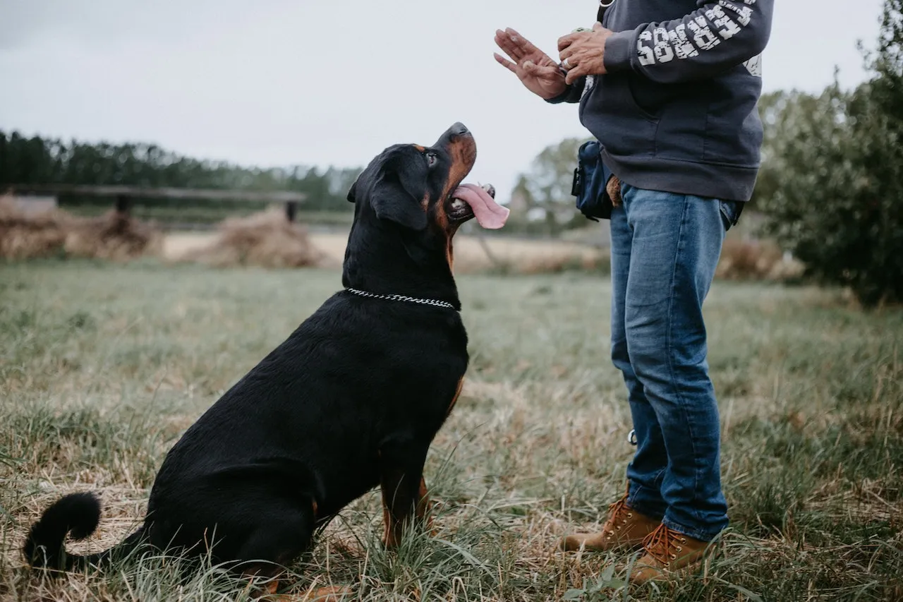 8 Cara Ini Bisa Menyelamatkanmu dari Anjing Galak. Siapa Tahu Dibutuhkan Saat Keadaan Mendesak 15