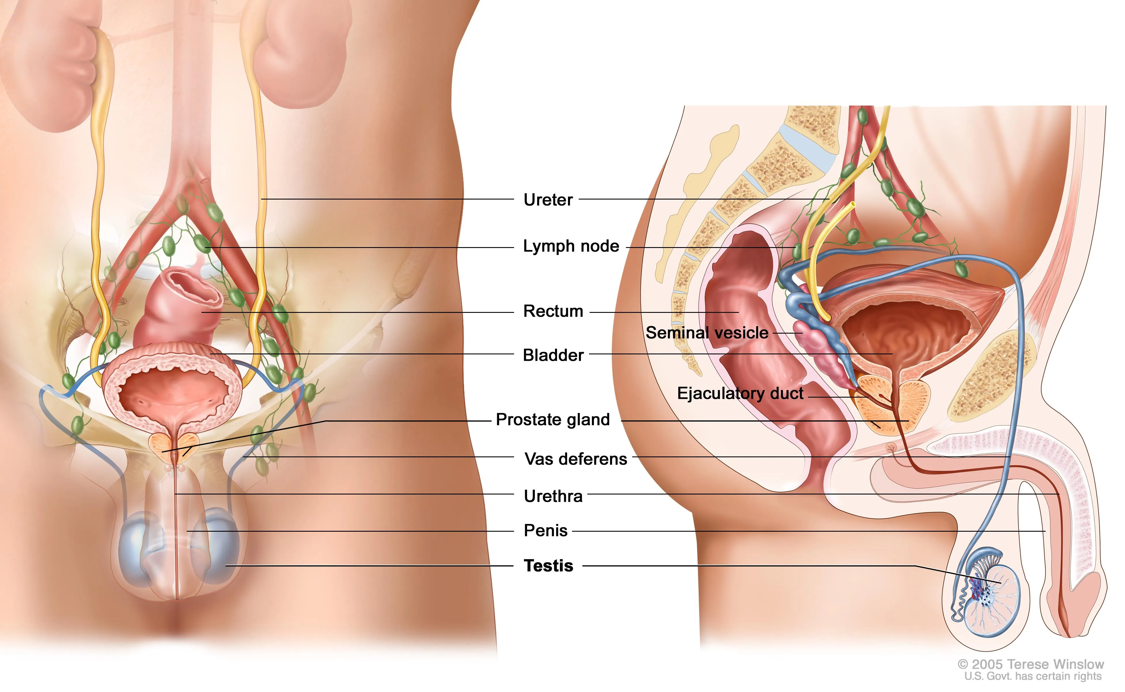 Cowok Jangan Malas Jaga Kesehatan Alat Kelaminmu. Perhatikan 6 Indikasi Awal Kanker Testis Ini! 10