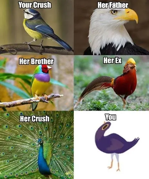 Kenalan Sama Trash Dove Yuk, Biar Tahu Kenapa Burung Ungu Ini Diidolakan Sekaligus Suka Dibully 8