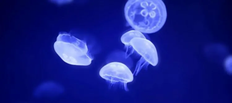 Manusia Selangkah Lagi Lebih Dekat Jawab Misteri Kehidupan, 7 Planet Mirip Bumi Kembali Ditemukan! 8