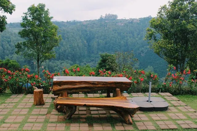 Pemandangan hutan pinus dari Cafe D’Pakar