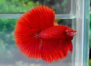 Halfmoon (Bulan Sepotong)