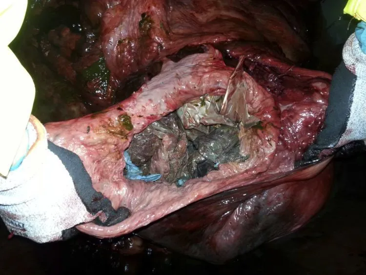 Ikan Paus Ini Tewas Terdampar dan Ditemukan Puluhan Kantong Plastik di Perutnya. Duh, Sedih Banget Sih... 5