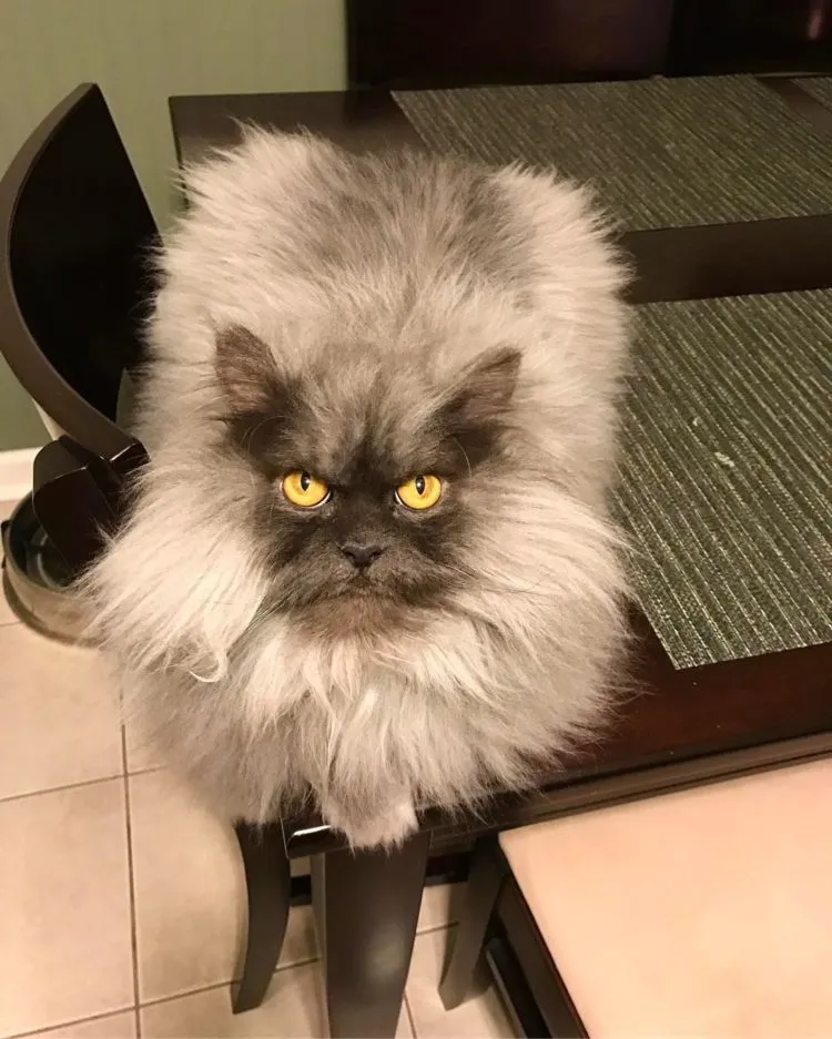 Berani Nguyel-Uyel Juno? Kucing yang Mukanya Seram Banget, Preman Tanah Abang Aja Kalah Garang 11