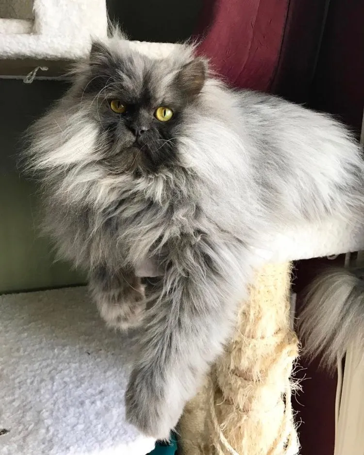 Berani Nguyel-Uyel Juno? Kucing yang Mukanya Seram Banget, Preman Tanah Abang Aja Kalah Garang 12