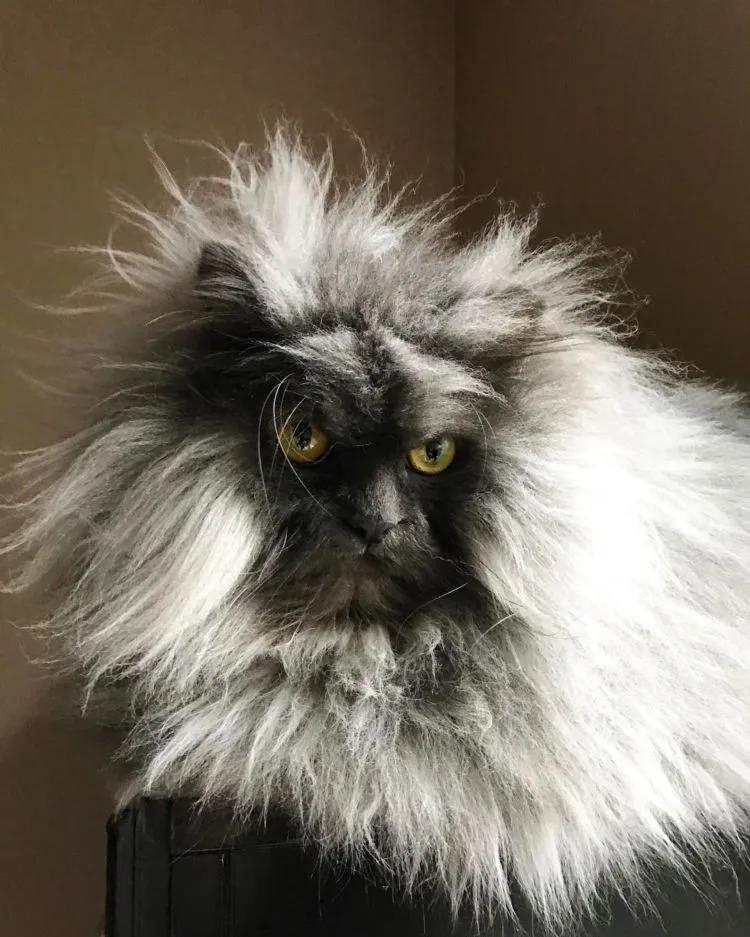 Berani Nguyel-Uyel Juno? Kucing yang Mukanya Seram Banget, Preman Tanah Abang Aja Kalah Garang 13