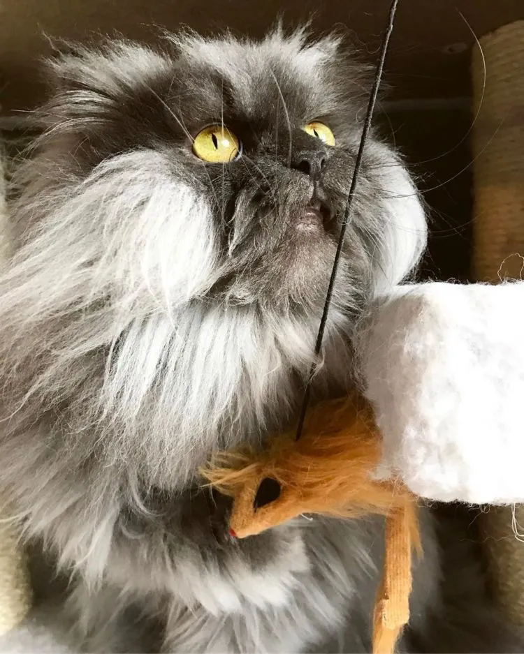 Berani Nguyel-Uyel Juno? Kucing yang Mukanya Seram Banget, Preman Tanah Abang Aja Kalah Garang 14
