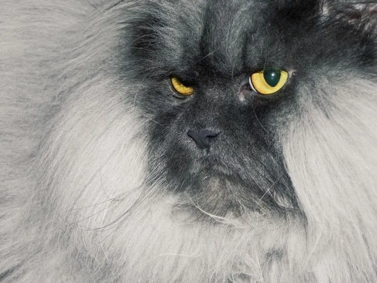Berani Nguyel-Uyel Juno? Kucing yang Mukanya Seram Banget, Preman Tanah Abang Aja Kalah Garang 15