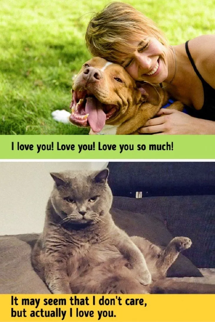 Kucing Vs Anjing: 13 Foto Perbedaan Keduanya Ini Bisa Juga Nunjukin Seleramu Cowok Cute atau Bad Boy 15