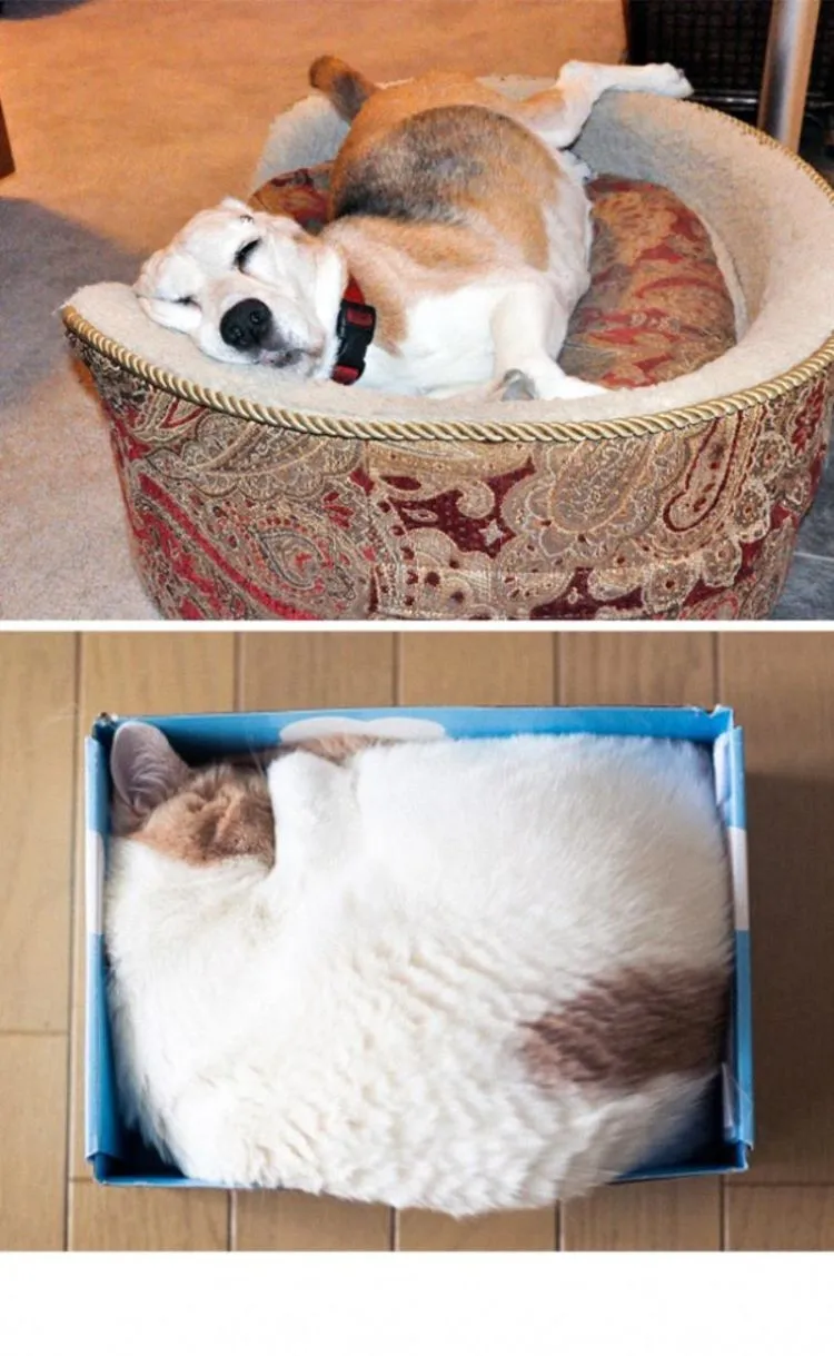 Kucing Vs Anjing: 13 Foto Perbedaan Keduanya Ini Bisa Juga Nunjukin Seleramu Cowok Cute atau Bad Boy 25