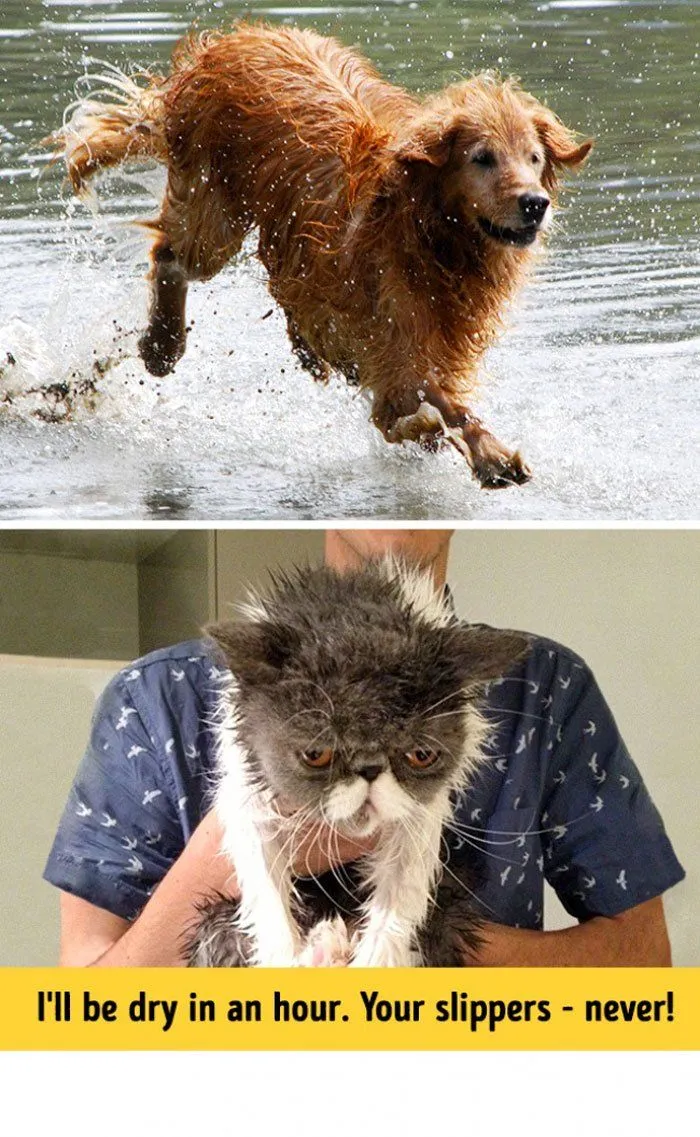 Kucing Vs Anjing: 13 Foto Perbedaan Keduanya Ini Bisa Juga Nunjukin Seleramu Cowok Cute atau Bad Boy 28