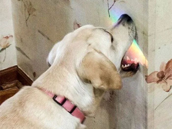 Kucing Vs Anjing: 13 Foto Perbedaan Keduanya Ini Bisa Juga Nunjukin Seleramu Cowok Cute atau Bad Boy 16