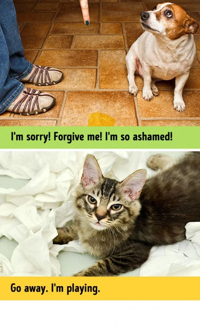 Kucing Vs Anjing: 13 Foto Perbedaan Keduanya Ini Bisa Juga Nunjukin Seleramu Cowok Cute atau Bad Boy 19