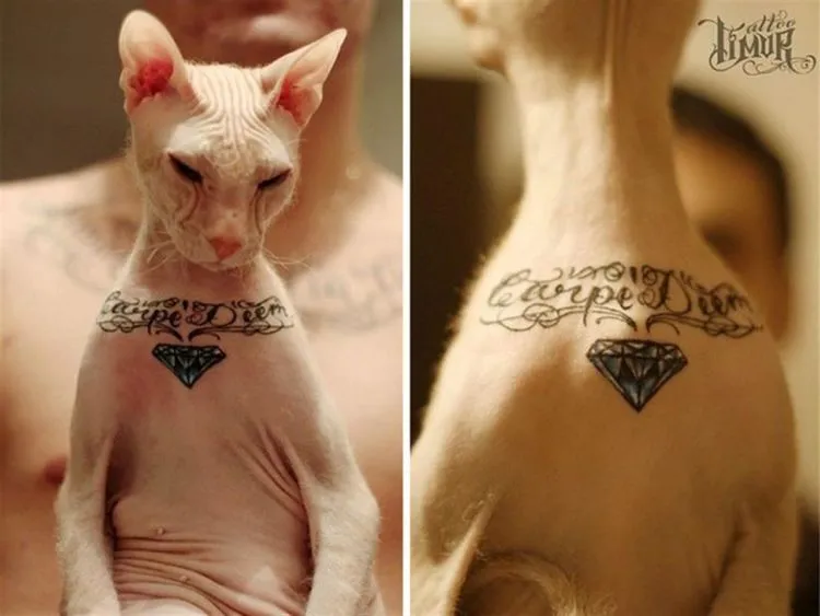Orang Bikin Tato Sendiri Aja Sering Dimarahi, Apalagi Buat Kucing. Tapi Memang Kayaknya Kasihan Sih 6