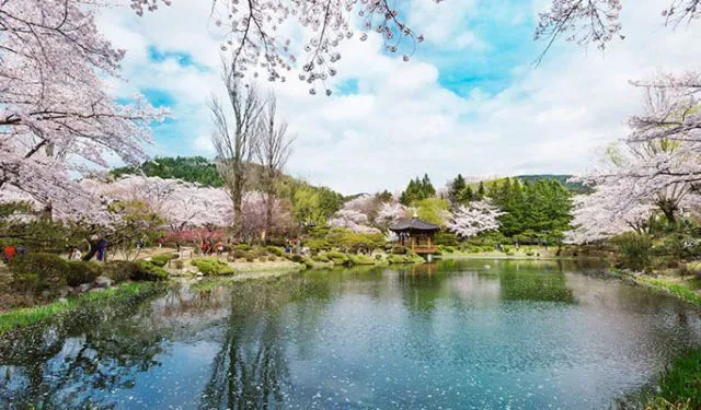 Gyeongju Cherry Blossom Festival