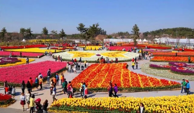 Taean Tulip Festival