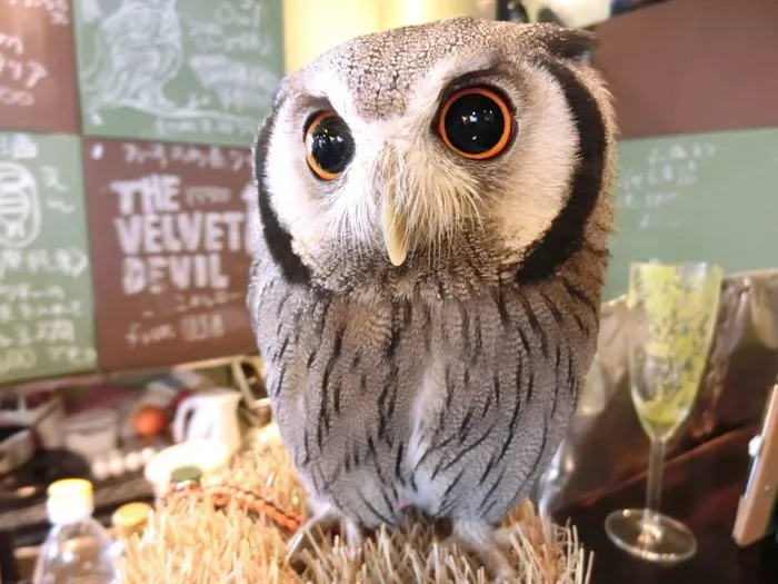 Pet Cafe Terbaru Jepang Menuai Kritik, Lihat Deh 10 Gambar Owl Cafe yang Lucu Tapi Kontroversial Ini 14