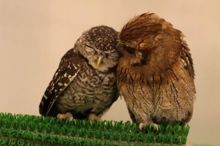 Pet Cafe Terbaru Jepang Menuai Kritik, Lihat Deh 10 Gambar Owl Cafe yang Lucu Tapi Kontroversial Ini 13