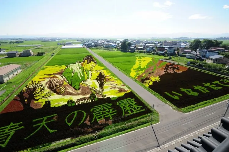 10 Seni Melukis Sawah di Jepang Ini Memang Luar Biasa, Bukan Dicat Apalagi Dibakar Lho 20
